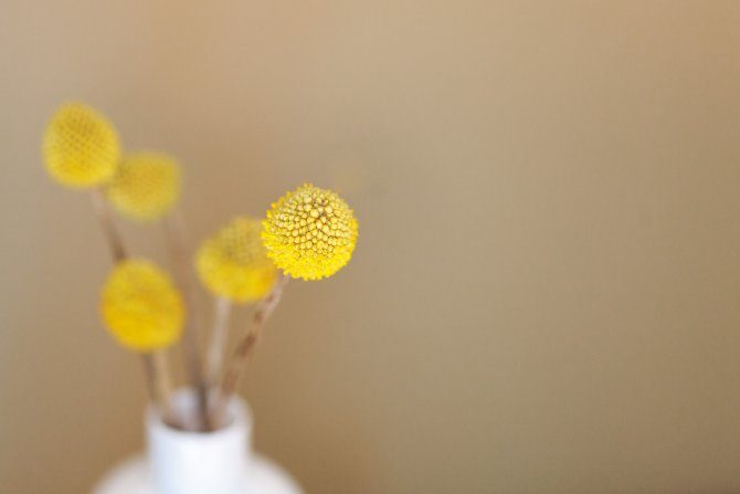 gelbe kleine Blumen in Vase vor beige Hintergrund