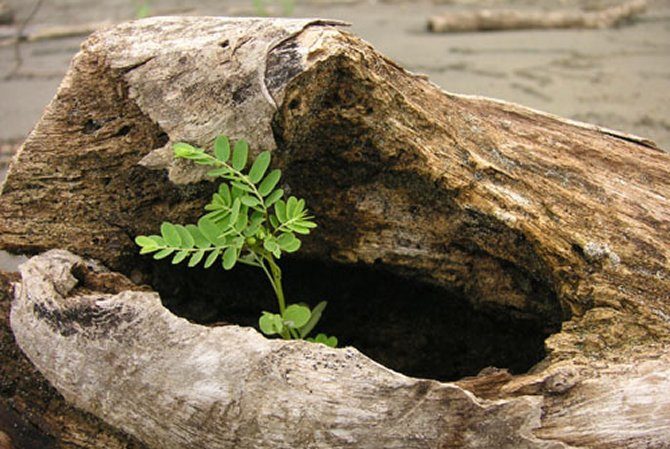 Rituale im Leben, Pflanze wächst aus liegendem Baumstamm
