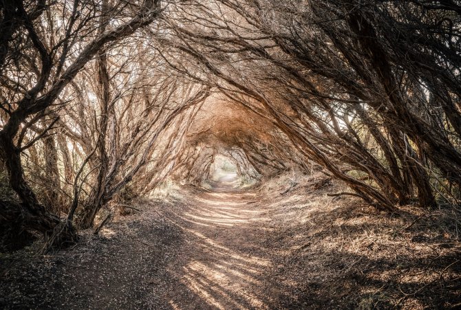 Von Bäumen verwachsener Waldweg, ein Licht am Ende des Wald-Tunnels