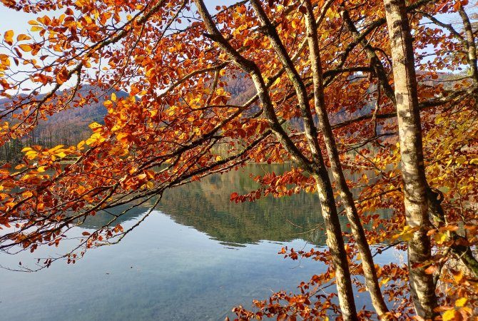 Nährende Atemmeditation, Baum am Seerand mit gold-orangenen Herbstblättern