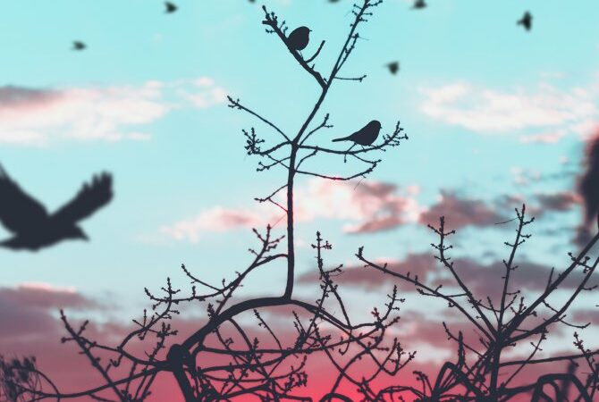 Vögel vor dem Abendhimmel, Stimmung in Hellblau-Rosa