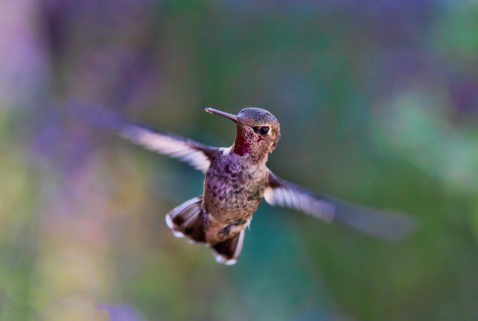 Kolibri im Flug lila Stimmung MBSR-Kurs DAO Zentrum