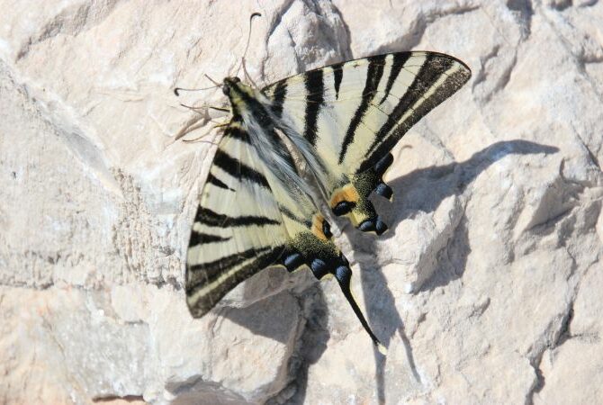 Schmetterling schwarzweiß gestreift mit verletztem Flügel